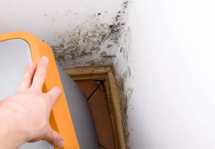 Schimmelbefall an der Wand und Decke im Keller, ein deutliches Zeichen für hohe Luftfeuchtigkeit. Ein orangefarbener Gegenstand wird zur Seite geschoben.