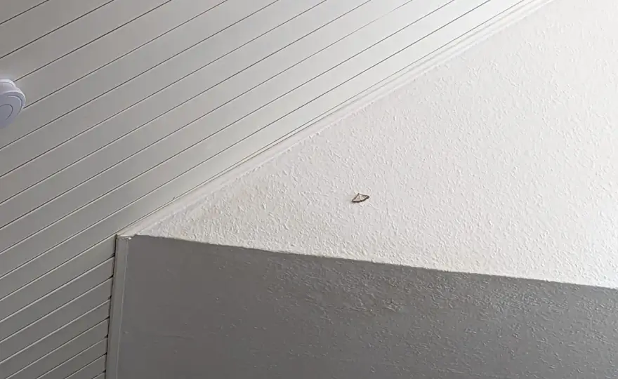 Verdeckten Schimmel erkennen und die Ursache finden
