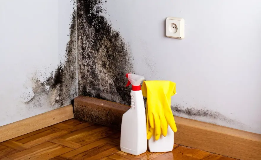 Schimmel in der Wohnung sicher erkennen und beseitigen