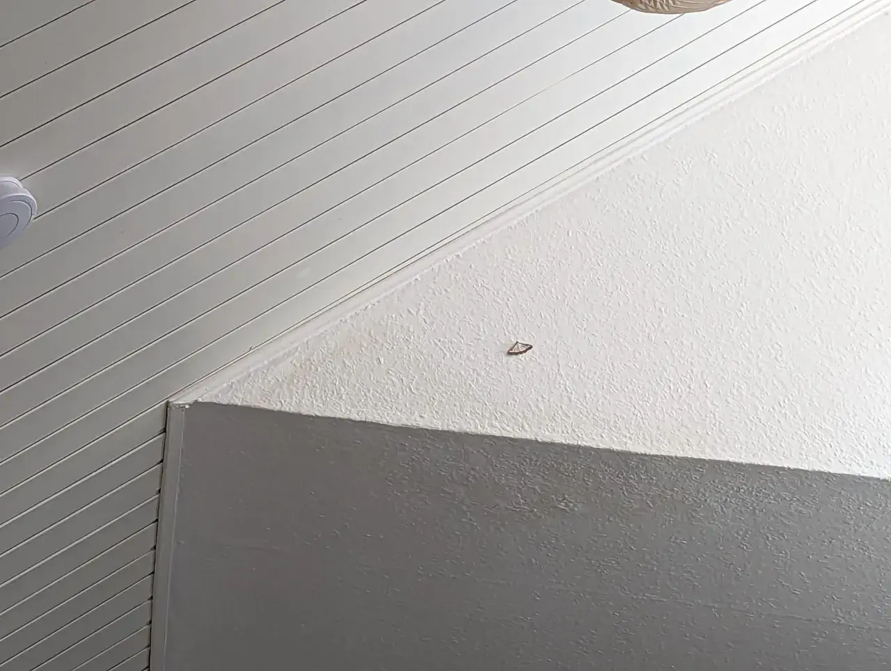 Ein kleiner Fleck an der Decke könnte auf versteckten Schimmel hindeuten.