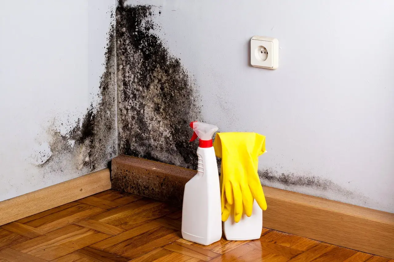 Schimmel in der Wohnung: Ein Putzmittel, gelbe Handschuhe und eine Steckdose sind bereit, den dunklen Flecken an der Wand entgegenzutreten.