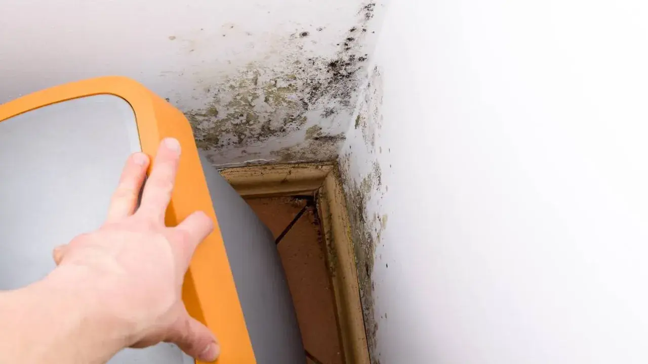 Schimmelbefall an der Wand und Decke im Keller, ein deutliches Zeichen für hohe Luftfeuchtigkeit. Ein orangefarbener Gegenstand wird zur Seite geschoben.