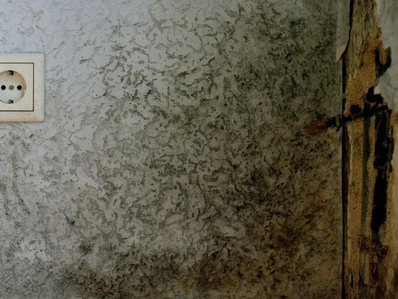 Eine Steckdose an einer Wand mit deutlichen Spuren von verstecktem Schimmel, der sich in unregelm&auml;&szlig;igen Mustern ausbreitet.